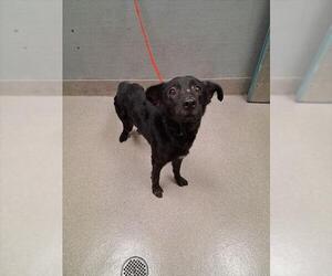 German Shepherd Dog-Unknown Mix Dogs for adoption in Las Vegas, NV, USA