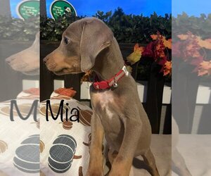 Doberman Pinscher-Unknown Mix Dogs for adoption in Turlock, CA, USA