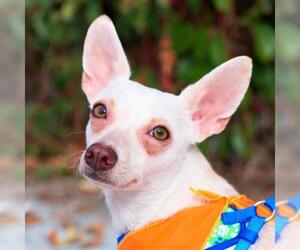 Chihuahua-Unknown Mix Dogs for adoption in Sunnyvale, CA, USA