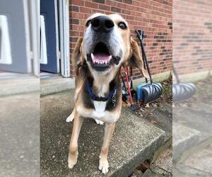 English Foxhound Dogs for adoption in Ontario, Ontario, Canada
