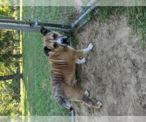 Bulldog Dogs for adoption in Standish, MI, USA