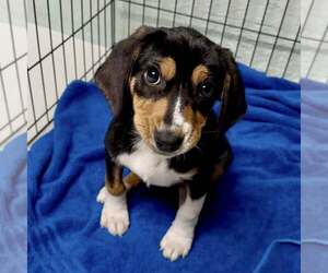 Beagle-Unknown Mix Dogs for adoption in Plainfield, IL, USA