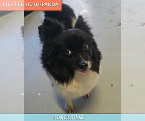 Pomeranian Dogs for adoption in Studio City, CA, USA