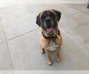 Mastiff Dogs for adoption in Denver, CO, USA