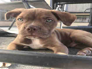Medium Photo #1 English Boston Bulldog Puppy For Sale in Fremont, CA, USA