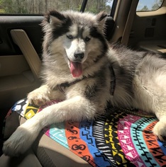 Siberian Husky Dogs for adoption in West Columbia, SC, USA