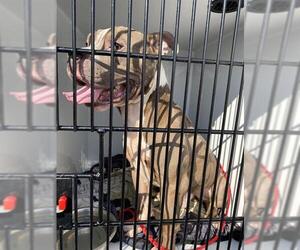 American Pit Bull Terrier Dogs for adoption in Sanford, FL, USA