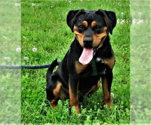 Rottweiler-Unknown Mix Dogs for adoption in Centerton, AR, USA