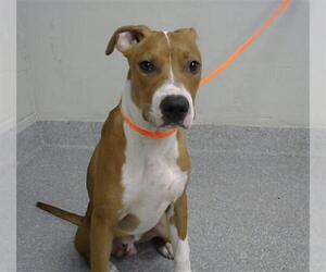 American Pit Bull Terrier-Unknown Mix Dogs for adoption in Pasadena, TX, USA