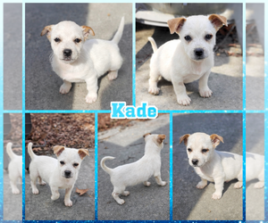 Jackshund Dogs for adoption in Blacksburg, SC, USA