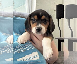 Beagle Dogs for adoption in Tampa, FL, USA