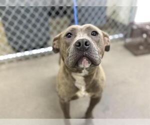 American Pit Bull Terrier Dogs for adoption in HESPERIA, CA, USA