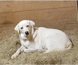 Akbash-Anatolian Shepherd Mix Dogs for adoption in Whitewright, TX, USA