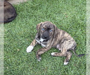 Mutt Dogs for adoption in San Diego, CA, USA