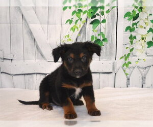 German Shepherd Dog-Unknown Mix Dogs for adoption in Oroville, CA, USA