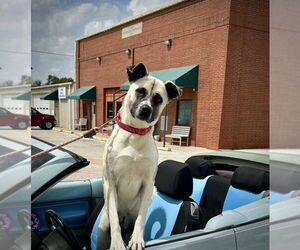 Anatolian Shepherd-Unknown Mix Dogs for adoption in Higley, AZ, USA