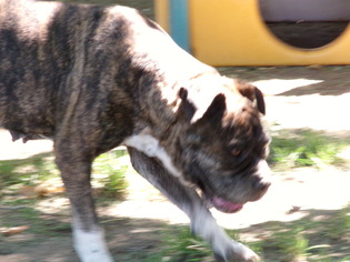Bulldog Dogs for adoption in Yakima, WA, USA