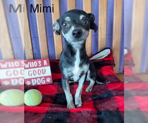 Chiweenie Dogs for adoption in Genesee, WI, USA