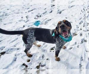 Bluetick Coonhound Dogs for adoption in Shaftsbury, VT, USA