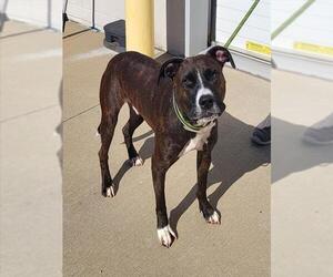 Boxador Dogs for adoption in Louisville, KY, USA