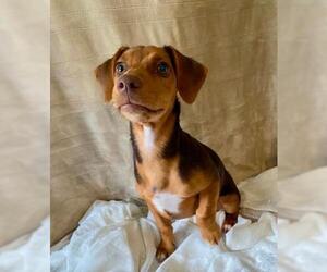 Dachshund-Unknown Mix Dogs for adoption in Murfreesboro, NC, USA