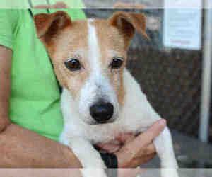 Parson Russell Terrier Dogs for adoption in Tallahassee, FL, USA