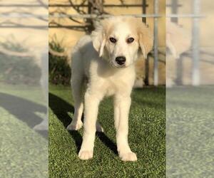 Great Pyrenees Dogs for adoption in PIPE CREEK, TX, USA