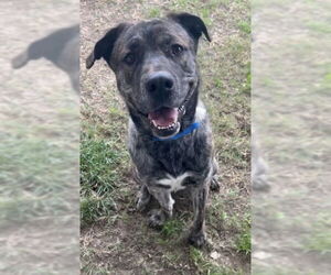 Mutt Dogs for adoption in Riverside, CA, USA