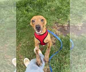 Mutt Dogs for adoption in Candler, NC, USA