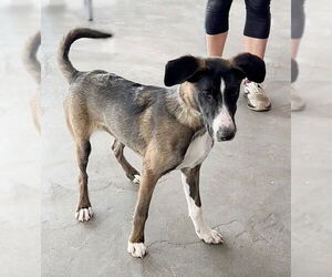 Border Collie-Whippet Mix Dogs for adoption in Genesee, WI, USA