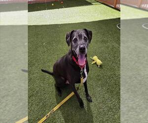 Boxer-Unknown Mix Dogs for adoption in Las Vegas, NV, USA