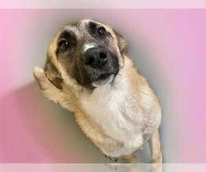 Carolina Dog-Unknown Mix Dogs for adoption in Tulsa, OK, USA