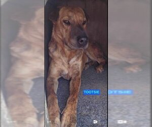 Chinese Shar-Pei-Unknown Mix Dogs for adoption in Woodland Hills, CA, USA