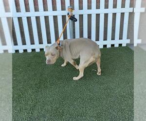 American Pit Bull Terrier Dogs for adoption in Modesto, CA, USA