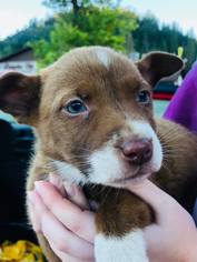 Alaskan Husky Dogs for adoption in Redding, CA, USA