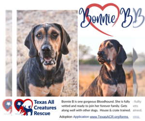 Bloodhound Dogs for adoption in Lillian, TX, USA