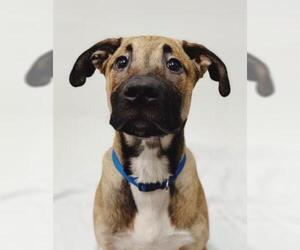 Mutt Dogs for adoption in Norfolk, VA, USA