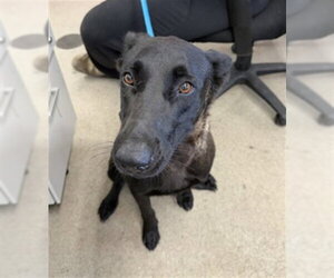 Mutt Dogs for adoption in San Bernardino, CA, USA