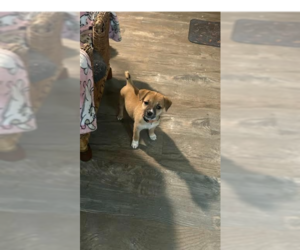 Mutt Dogs for adoption in Ball Ground, GA, USA