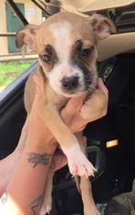 Medium Photo #1 Mutt Puppy For Sale in Livingston, TX, USA