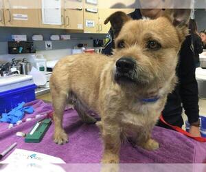 Mutt Dogs for adoption in Riverside, CA, USA