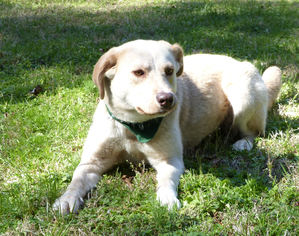 Labrador Retriever-Unknown Mix Dogs for adoption in Mocksville, NC, USA