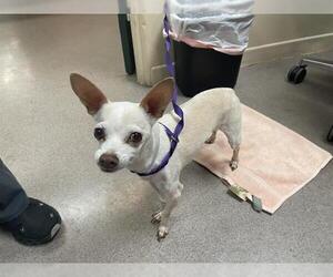 Chihuahua Dogs for adoption in Pasadena, CA, USA
