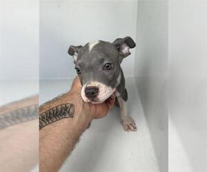 American Pit Bull Terrier-Unknown Mix Dogs for adoption in Houston, TX, USA