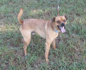 Puggle Dogs for adoption in Mountain Home, AR, USA