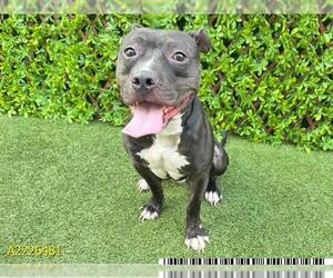 American Pit Bull Terrier Dogs for adoption in West Palm Beach, FL, USA