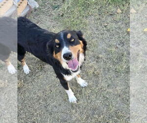 Australian Shepherd-Unknown Mix Dogs for adoption in Grafton, WI, USA