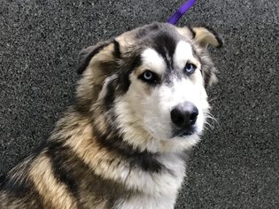 Alaskan Malamute Dogs for adoption in pomona, CA, USA