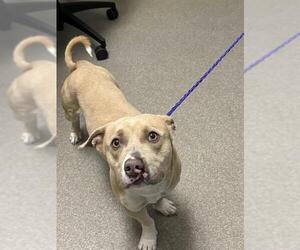 American Pit Bull Terrier-Dachshund Mix Dogs for adoption in Las Vegas, NV, USA