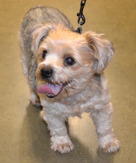 Shih Tzu Dogs for adoption in Rolling Meadows, IL, USA